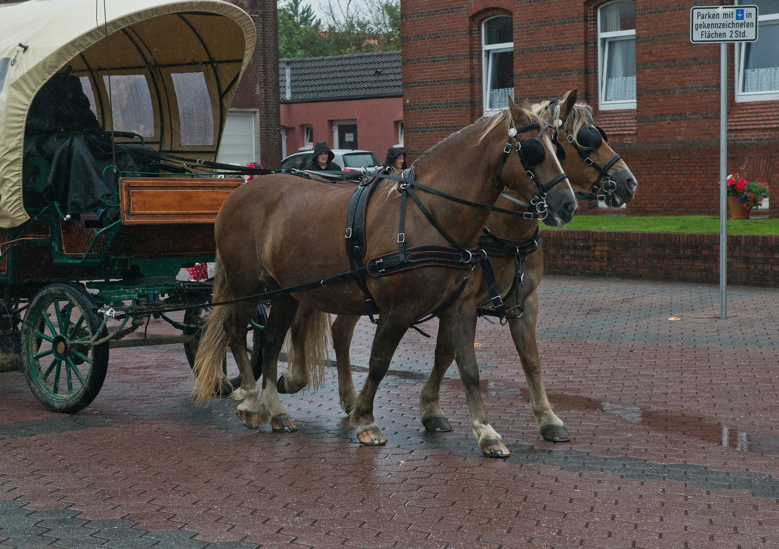 Лошадки с острова Borkum - Алёна Михеева