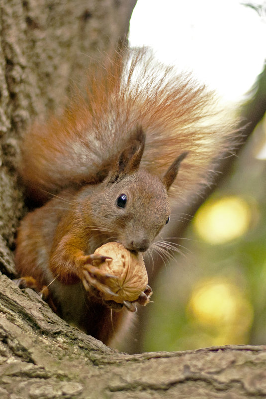 The Squirrel with nut again - Roman Ilnytskyi