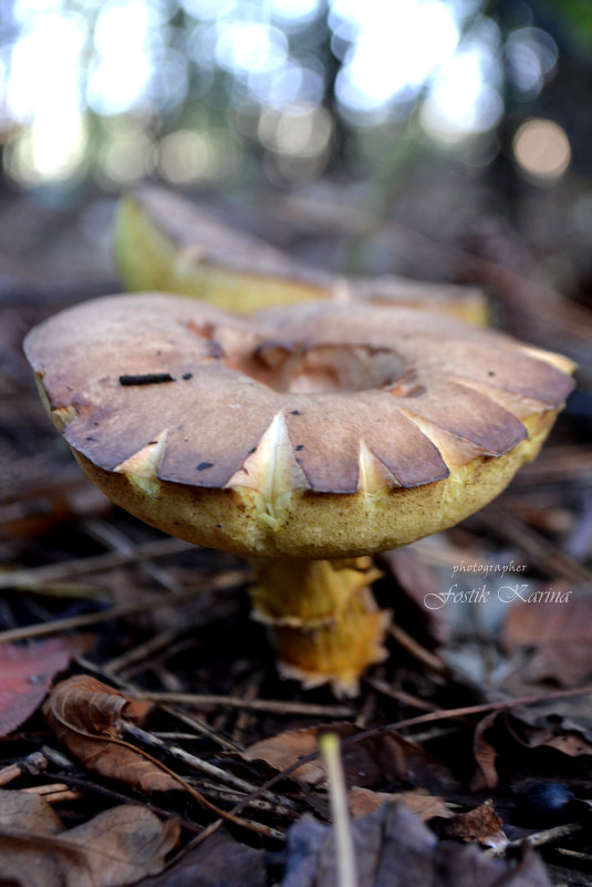 20 - Карина Фостик