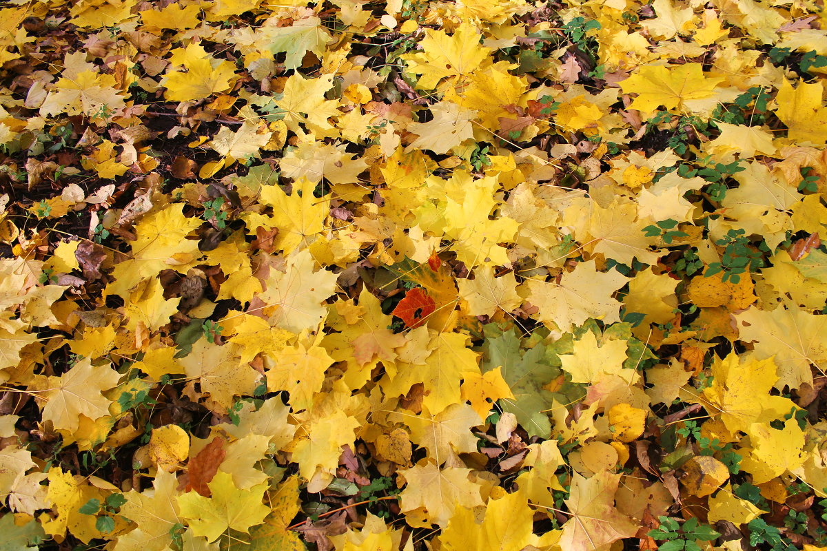 ковер... - navalon M