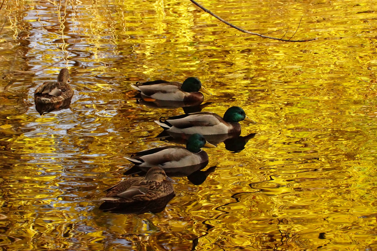 золотая осень - Александр Тверской золотая осень - Александр Тверской