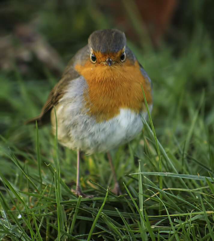 Малиновка - Alexander Andronik Малиновка - Alexander Andronik