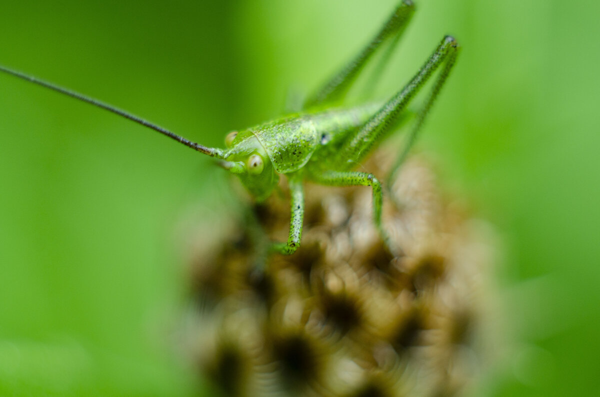 в траве сидел кузнечик - Александр Леонов
