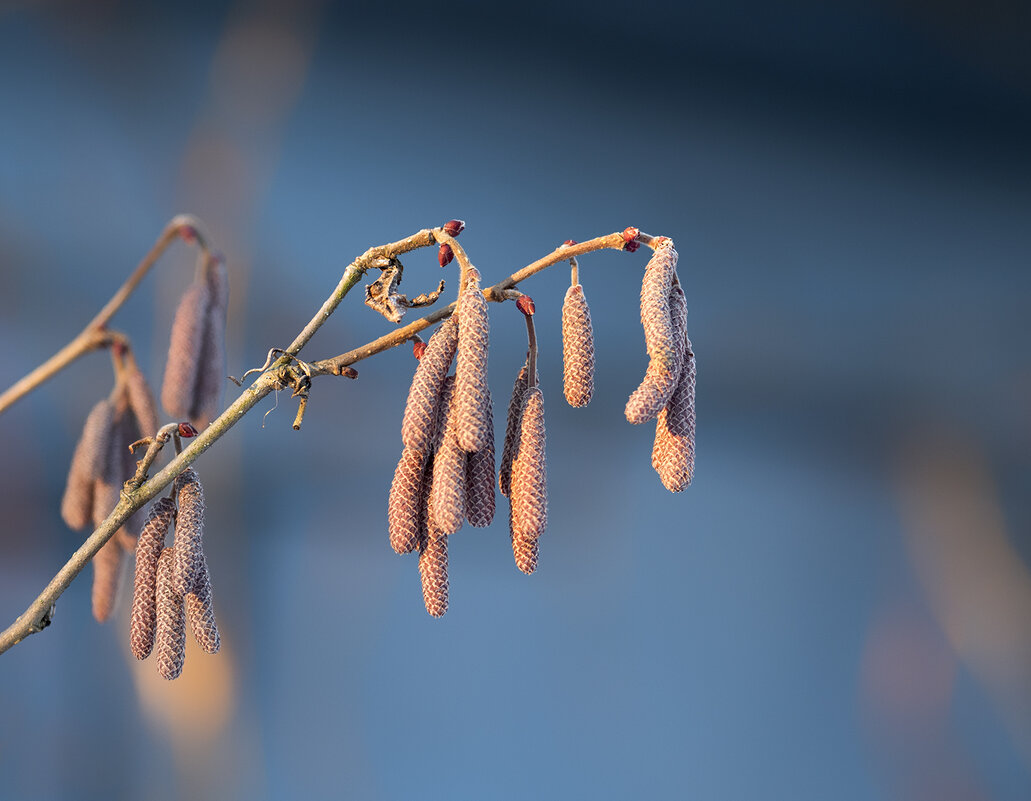 hazel catkins - Zinovi Seniak