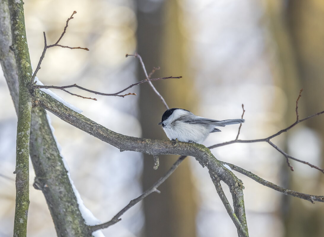 зима. птицы подмосковья. - юрий макаров зима. птицы подмосковья. - юрий макаров