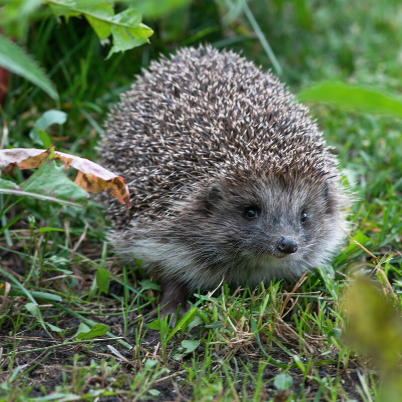 Здравствуйте!! - Юрий Никитенко