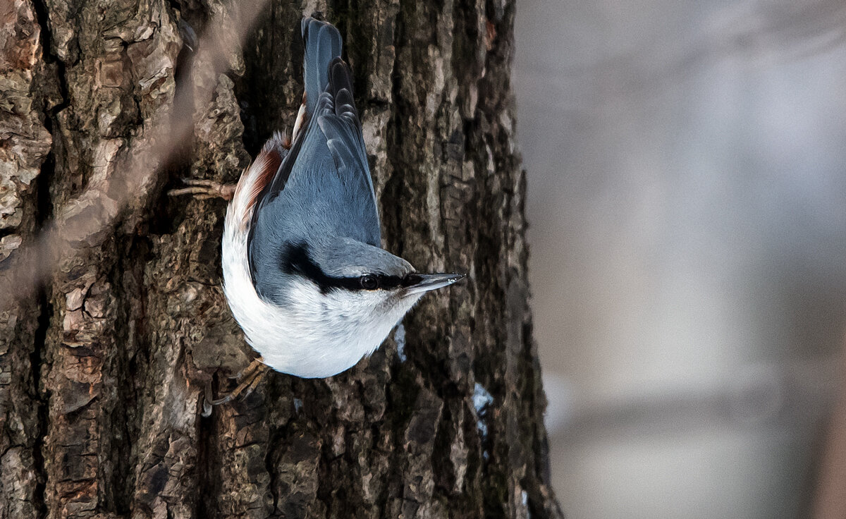 Поползень - Владимир Безбородов Поползень - Владимир Безбородов