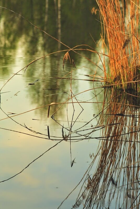 На болоте - Vanya Zhukov