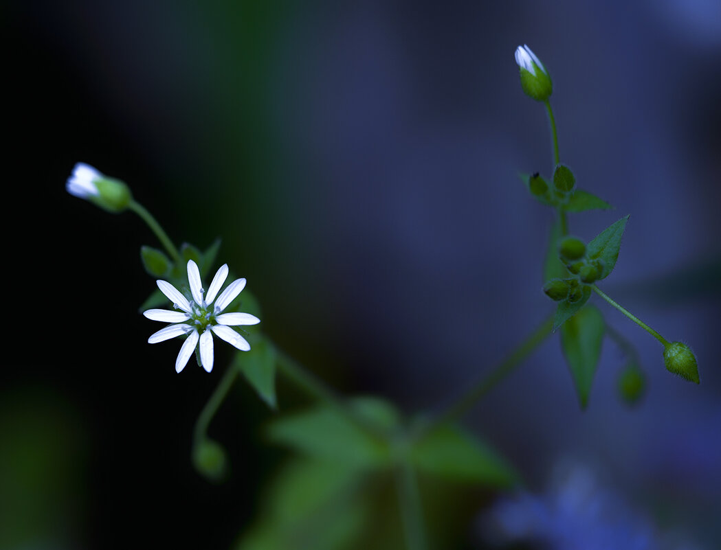 stellaria - Zinovi Seniak