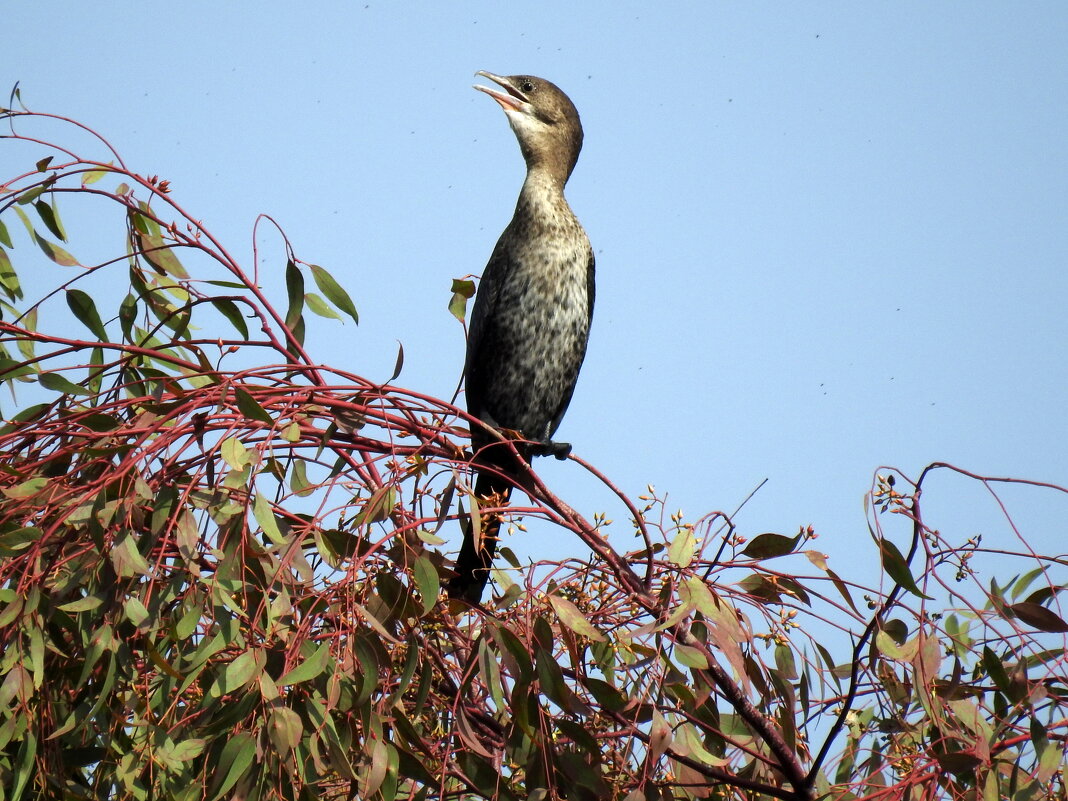 ..на бис.. - Гала 