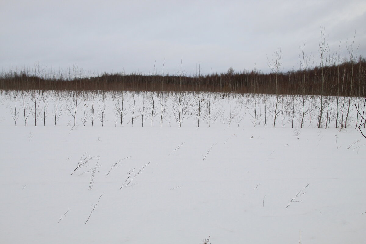 деревья и Трава - Илья 