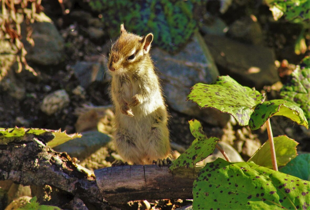 Мудрый Лао-цзы ) - Сергей Чиняев 