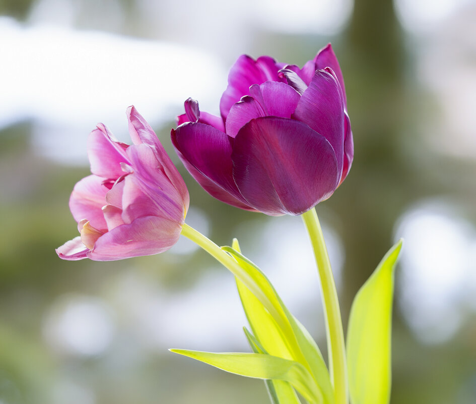 tulips - Zinovi Seniak