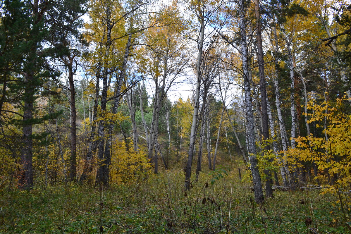 Жёлто-зелёная осень.... - Георгиевич Жёлто-зелёная осень.... - Георгиевич