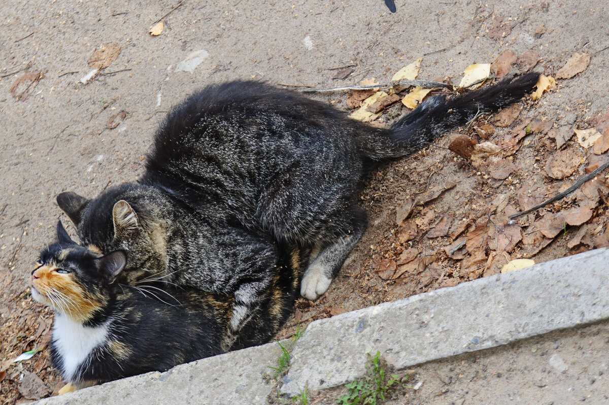 Котик кошку шарит раком, Чего стесняться им кошакам... - Анатолий Клепешнёв