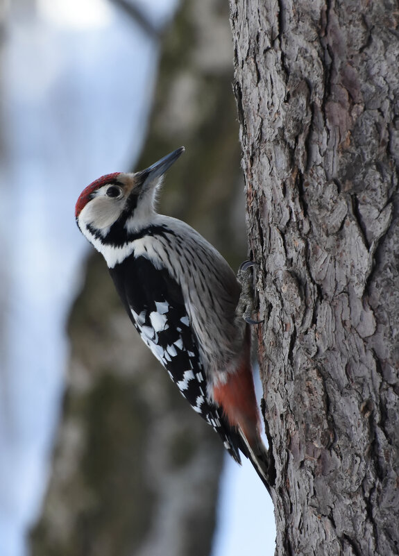 Москва. Битцевский лес. Малый пестрый дятел. - Наташа ***** Москва. Битцевский лес. Малый пестрый дятел. - Наташа *****