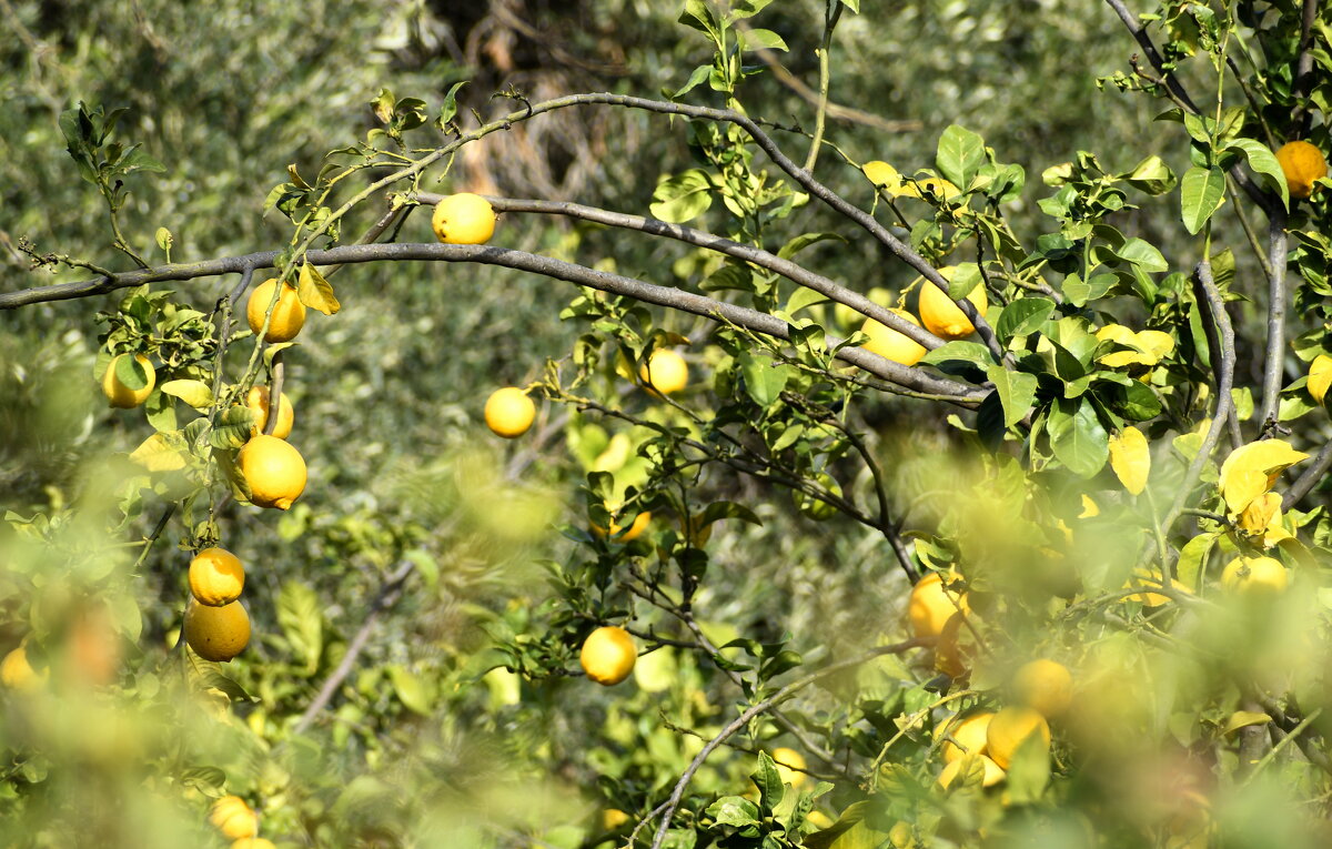 Лимонное марево... - Надя Кушнир
