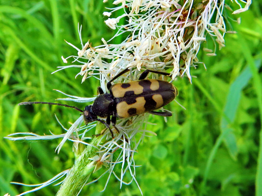 Хвойная юдолия (Judolia sexmaculata) - Ivan Vodonos