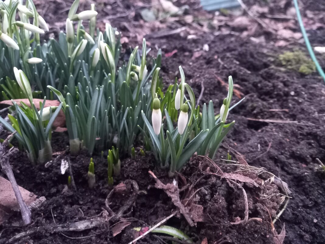 Подснежник - Сапсан 