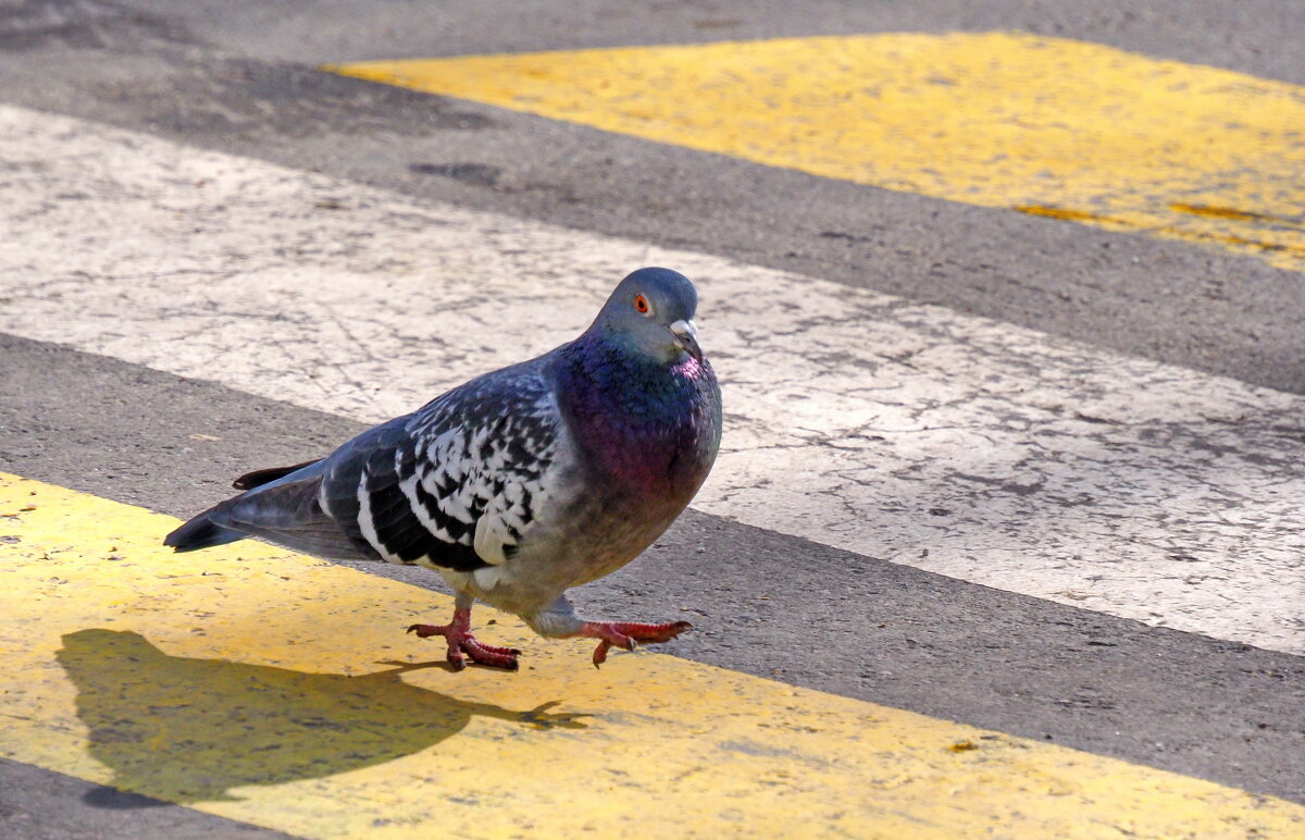 Крылатый пешеход - Александр Зиновьев Крылатый пешеход - Александр Зиновьев