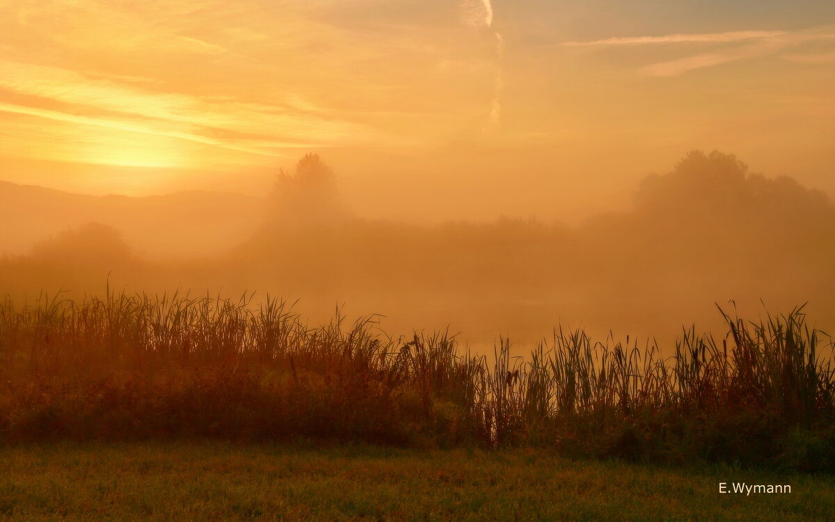 misty morning - Elena Wymann