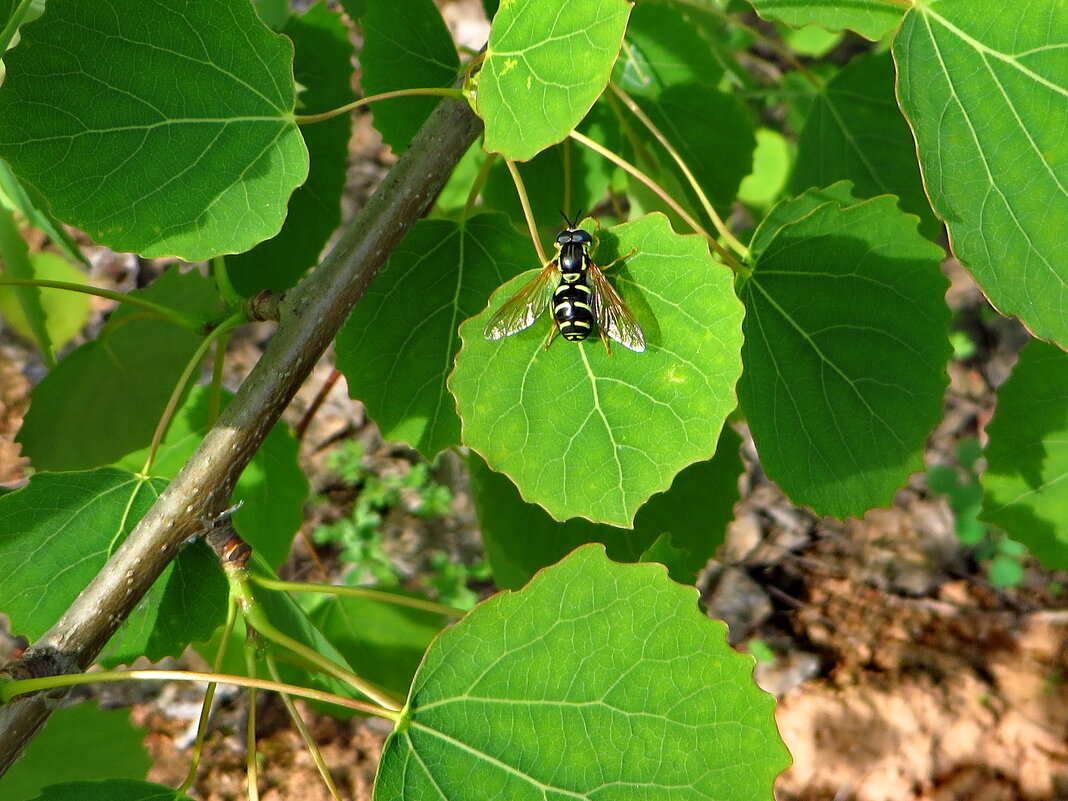 Журчалка красивая · Chrysotoxum festivum - Ivan Vodonos
