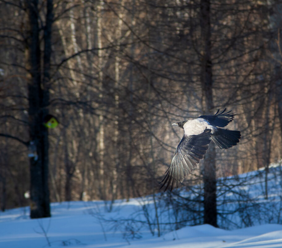 на бреющем - Игорь на бреющем - Игорь