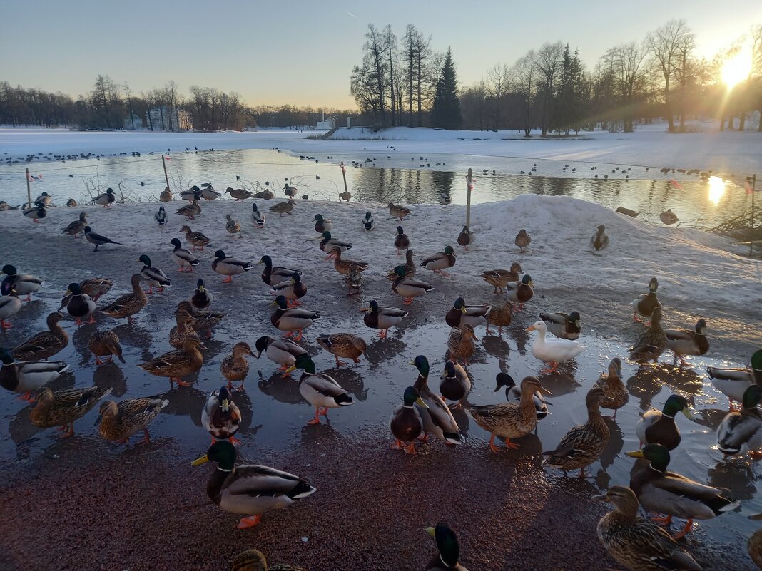 Утки - Сапсан Утки - Сапсан