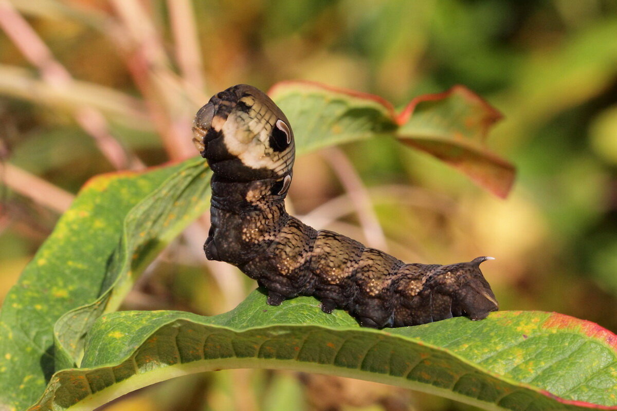 Гусеница бабочки бражник средний винный (Deilephila elpenor (Linnaeus, 1758)) - Павел Морозов Гусеница бабочки бражник средний винный (Deilephila elpenor (Linnaeus, 1758)) - Павел Морозов