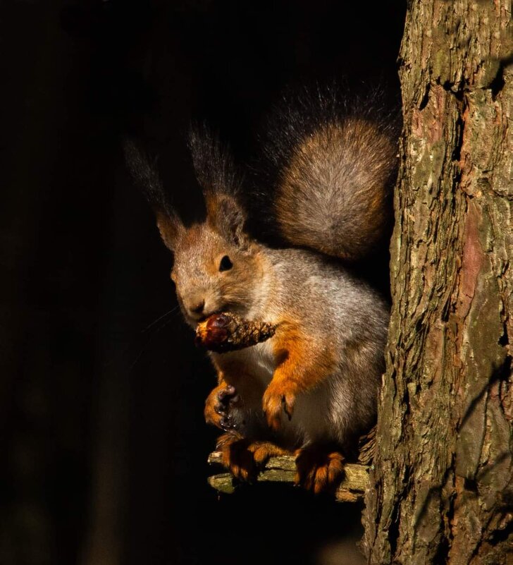 Белка - Екатерина Счасная