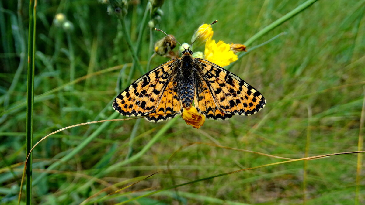 Рябець червоний (Melitaea didyma)..........САМКА - Ivan Vodonos