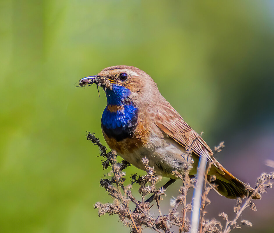 Варакушка - Владимир Савельев