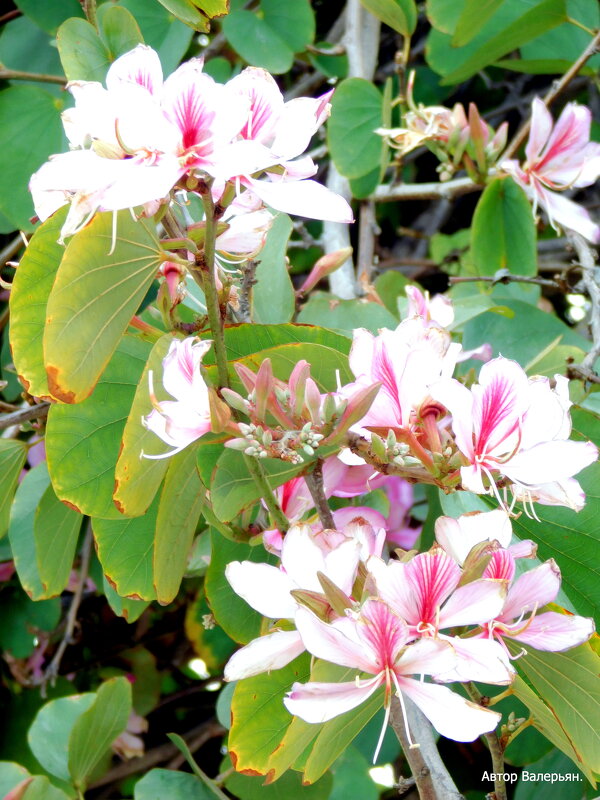 Баухиния. - Валерьян Запорожченко