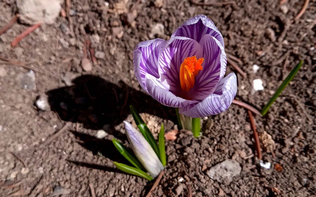 Весна. - Николай Сидаш