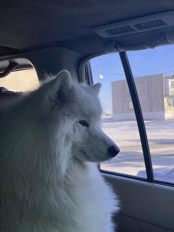 Дружок - Георгиевич Дружок - Георгиевич