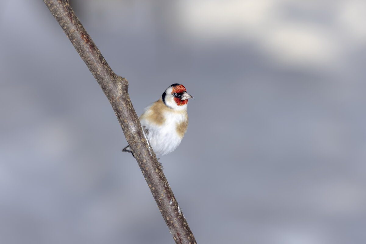 зима. птицы подмосковья. - юрий макаров зима. птицы подмосковья. - юрий макаров