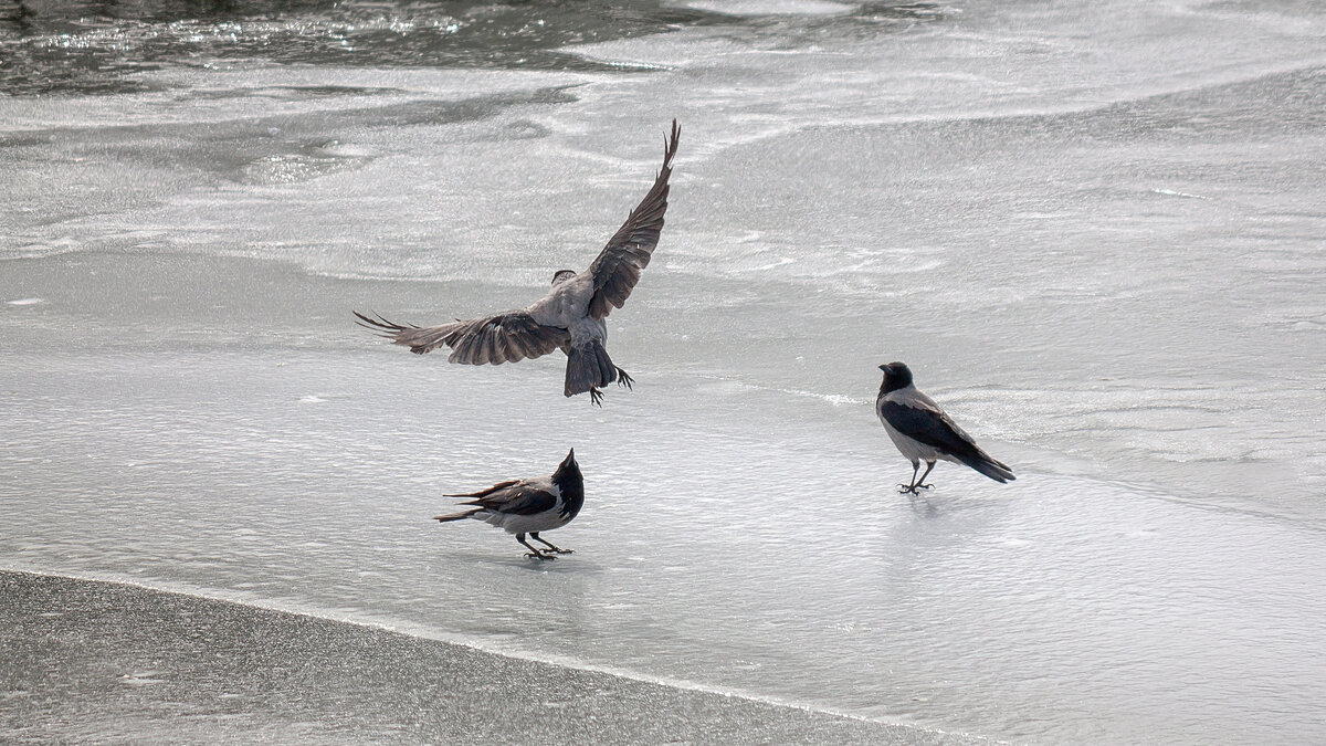 Три вороны - Александр ...