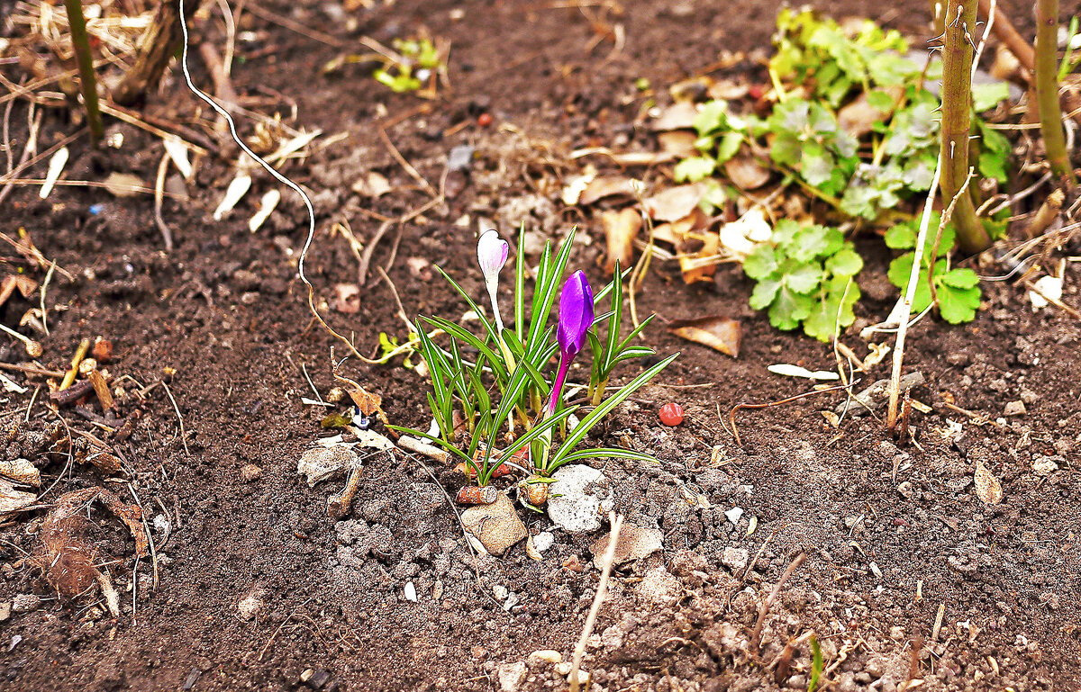 Весна! - Юрий Гайворонскiий Весна! - Юрий Гайворонскiий