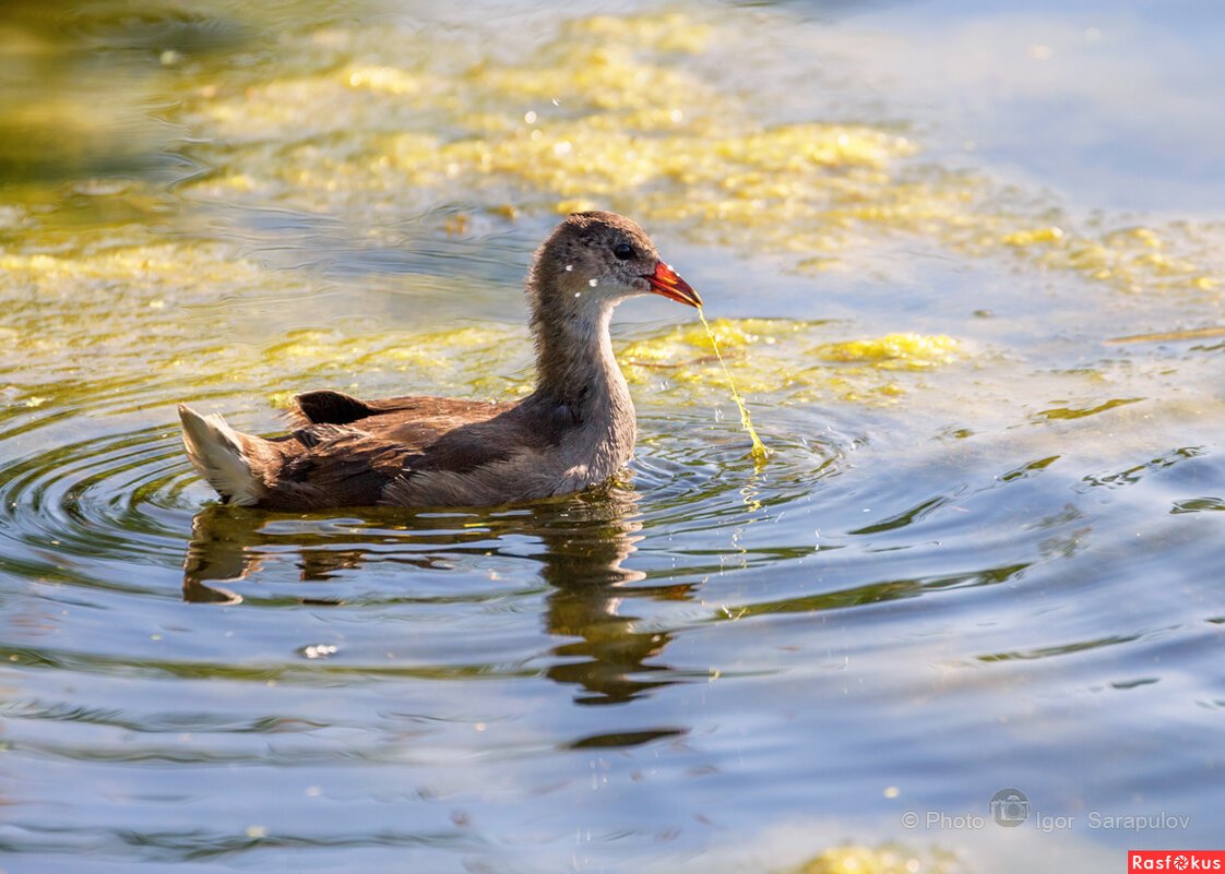 Вот чем питается молодая камышница - Игорь Сарапулов