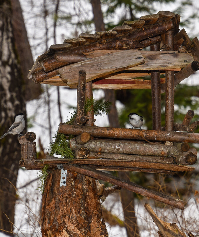 Ресторан "Лесной" - Владимир Звягин Ресторан "Лесной" - Владимир Звягин