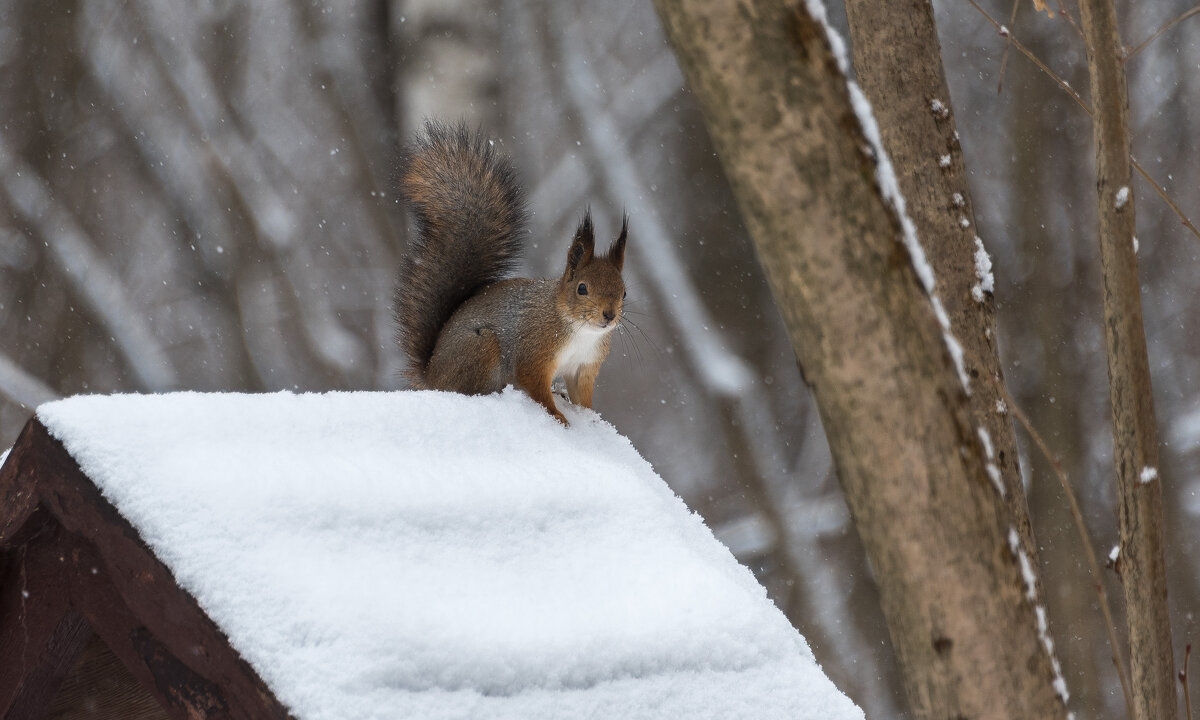 "А я в домике!" - Владимир Безбородов