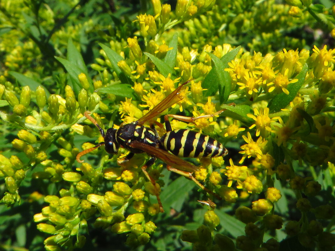 Polistes dominula Оса французская или галльская - Ivan Vodonos