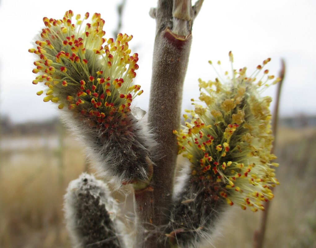 Весна - Татьяна Иваненкова