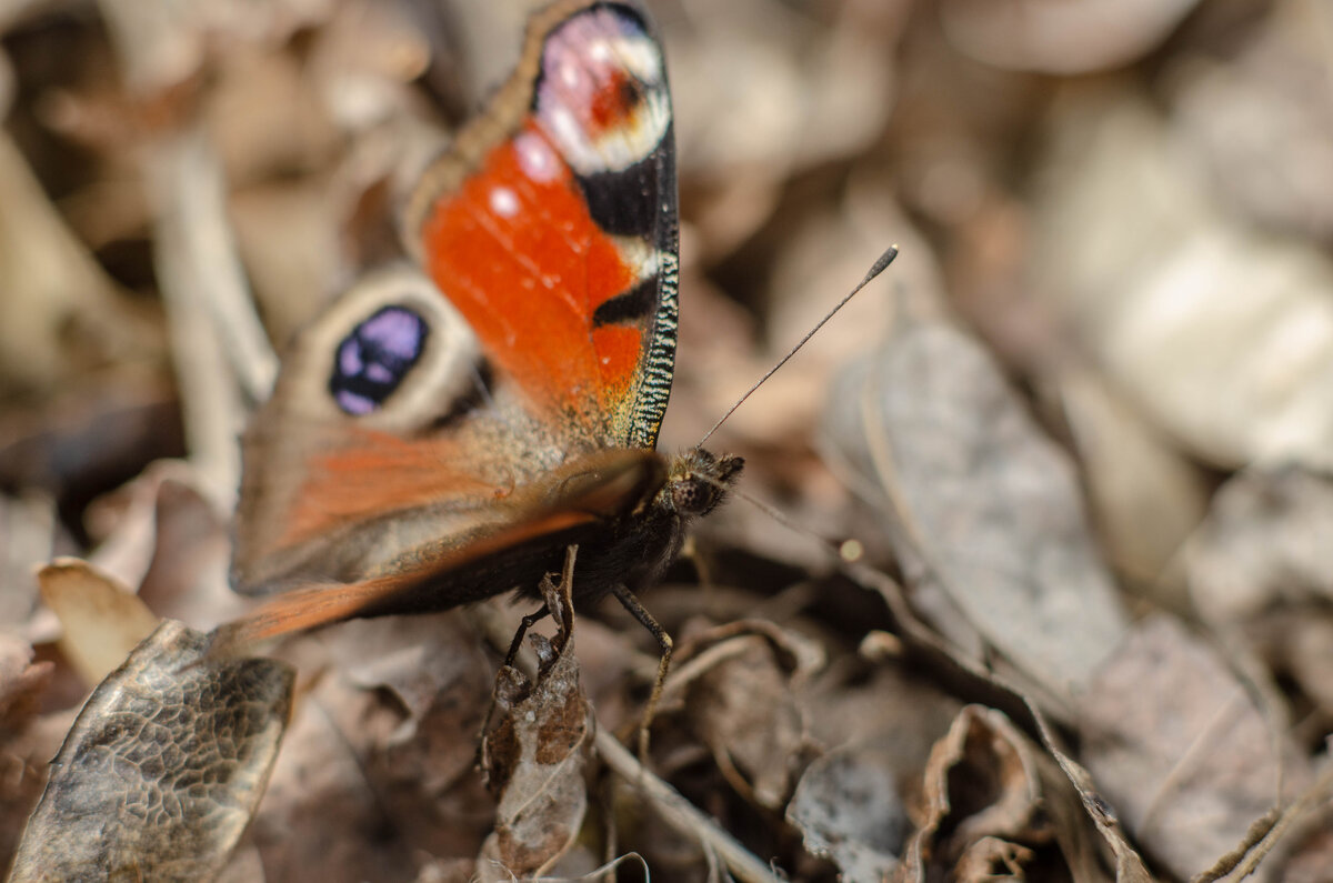 Весна пора бабочек - Александр Леонов