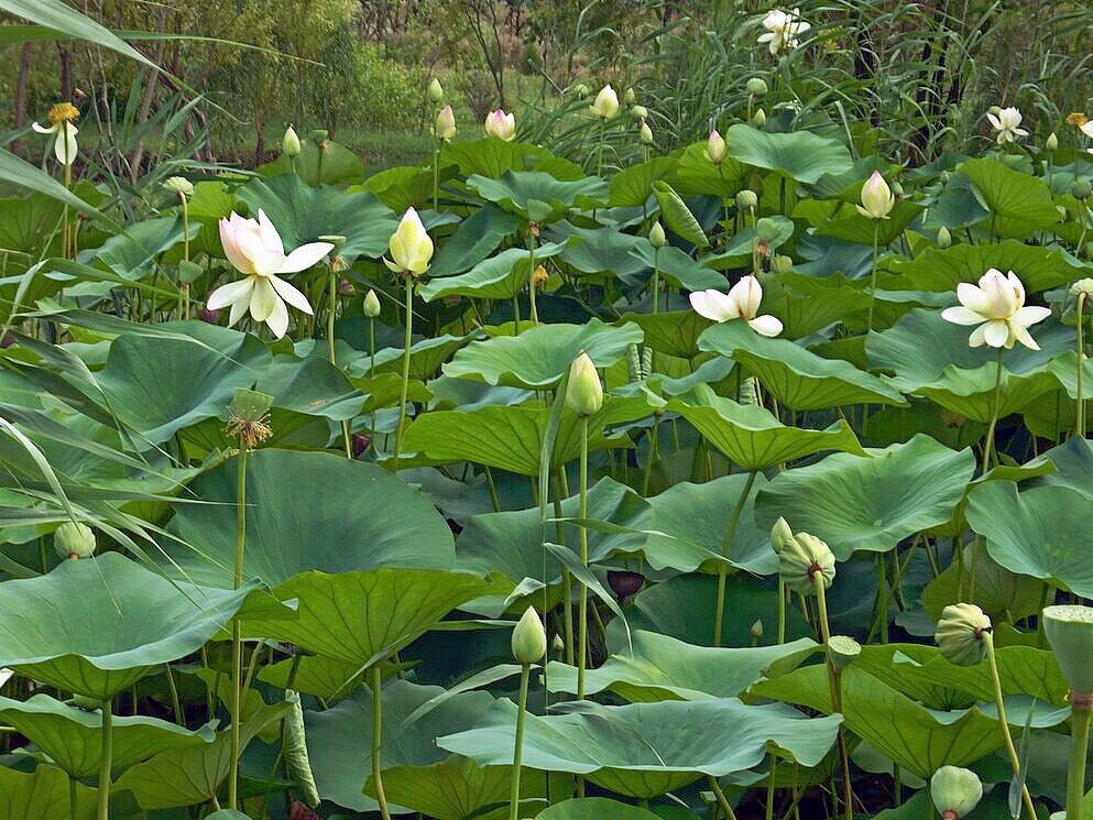 Белые лотосы - Вера Щукина