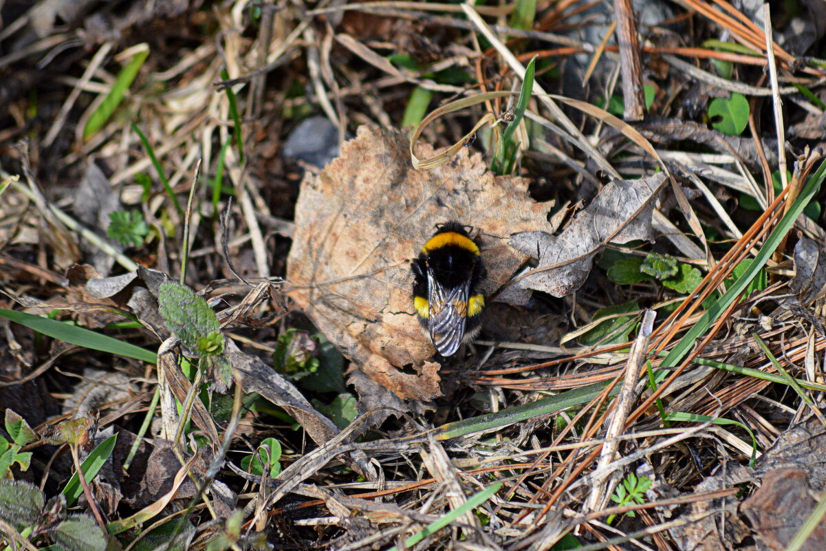 Проснулся, а питаться нечем... - Татьяна Лютаева