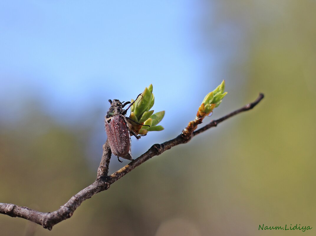 Весенняя зарядка - Лидия (naum.lidiya) Весенняя зарядка - Лидия (naum.lidiya)