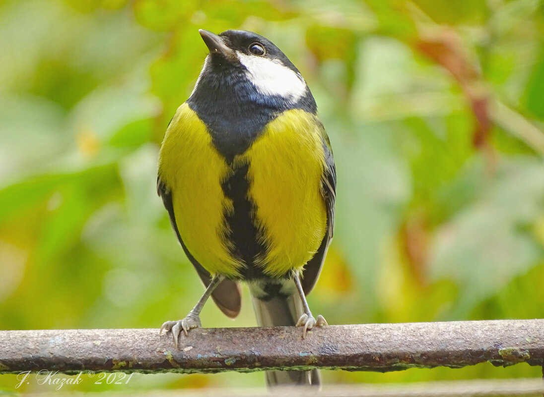 * - Елена Kазак (selena1965)
