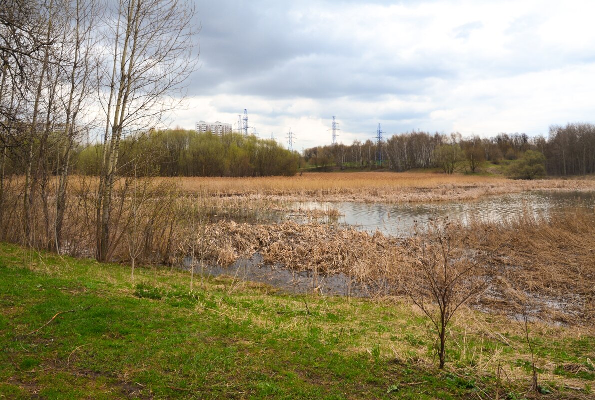 Городская природа - Oleg4618 Шутченко