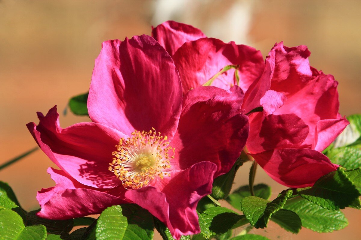 Цветущий шиповник - Владимир Кириченко Цветущий шиповник - Владимир Кириченко